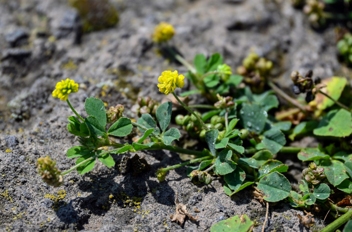 Изображение особи Medicago lupulina.