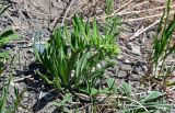 Echium vulgare. Растение с формирующимся соцветием. Красноярский край, Шушенский р-н, берег р. Енисей в окр. устья р. Голубая, песчано-галечниковые отложения на берегу. 10.06.2022.