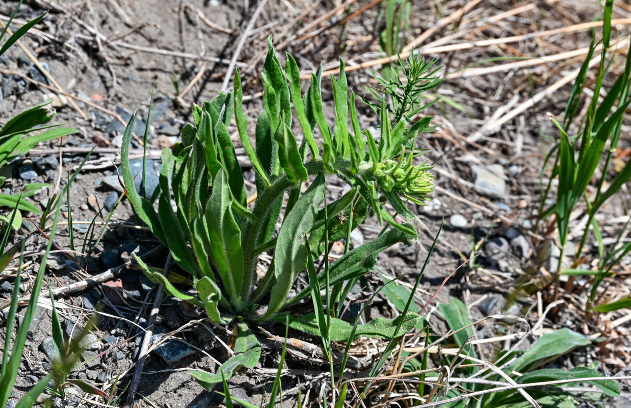 Изображение особи Echium vulgare.