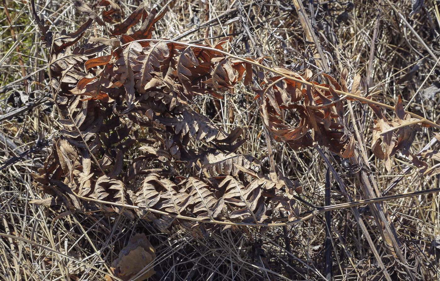 Image of Pteridium pinetorum specimen.