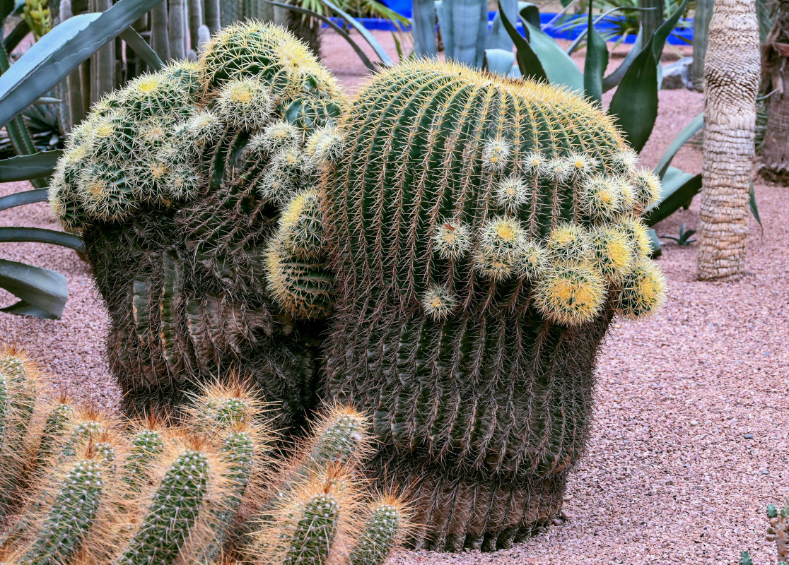 Изображение особи Echinocactus grusonii.