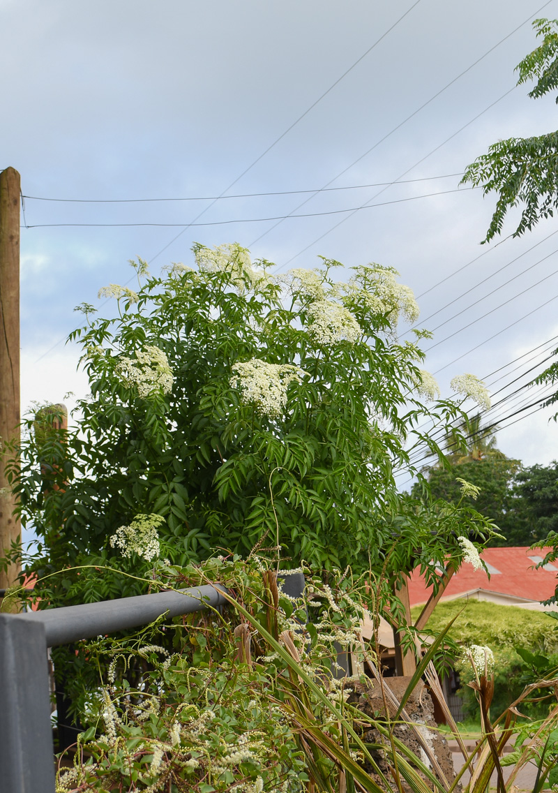 Image of Sambucus mexicana specimen.