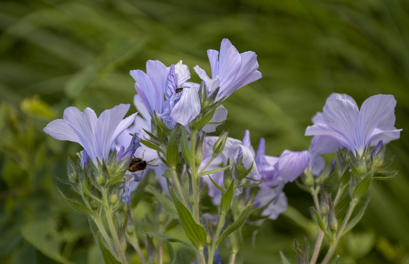 Изображение особи Linum lanuginosum.