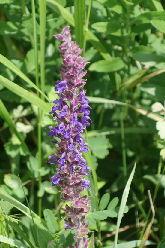 Изображение особи Salvia tesquicola.