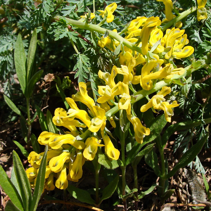 Image of Corydalis speciosa specimen.