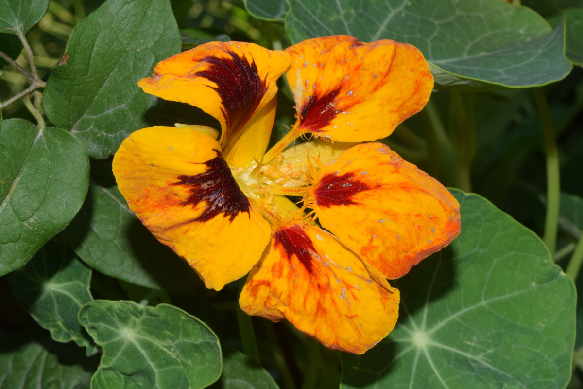 Изображение особи Tropaeolum majus.