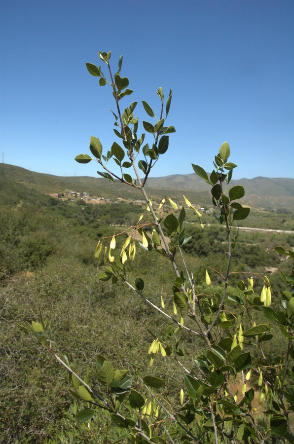 Изображение особи Fraxinus parryi.