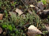 genus Cladonia. Слоевища с апотециями. Ленинградская обл., г. Выборг, парк \"Папула\", пологий склон горы южн. экспозиции, поляна среди леса. 08.10.2023.