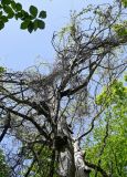 genus Vitis