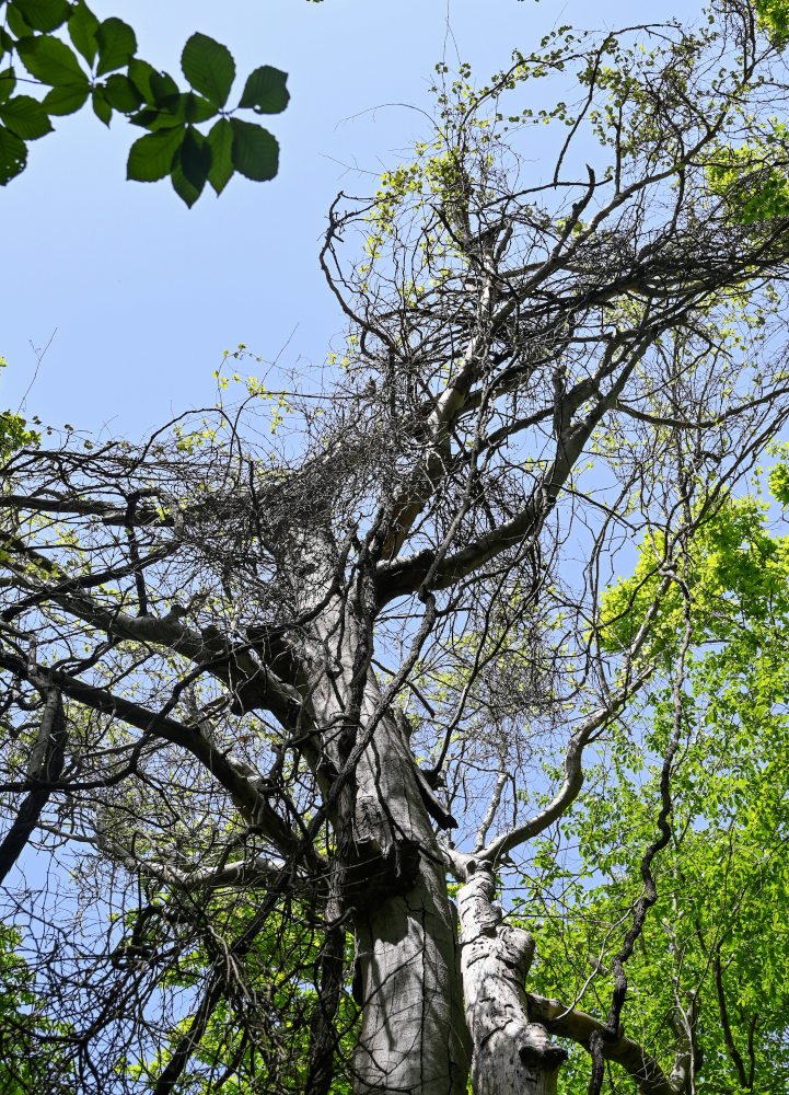 Image of genus Vitis specimen.