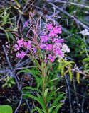 Chamaenerion angustifolium. Верхушка повреждённого цветущего и плодоносящего растения. Сахалин, Корсаковский гор. округ, Бирюзовые озёра, каменистый склон. 25.08.2022.