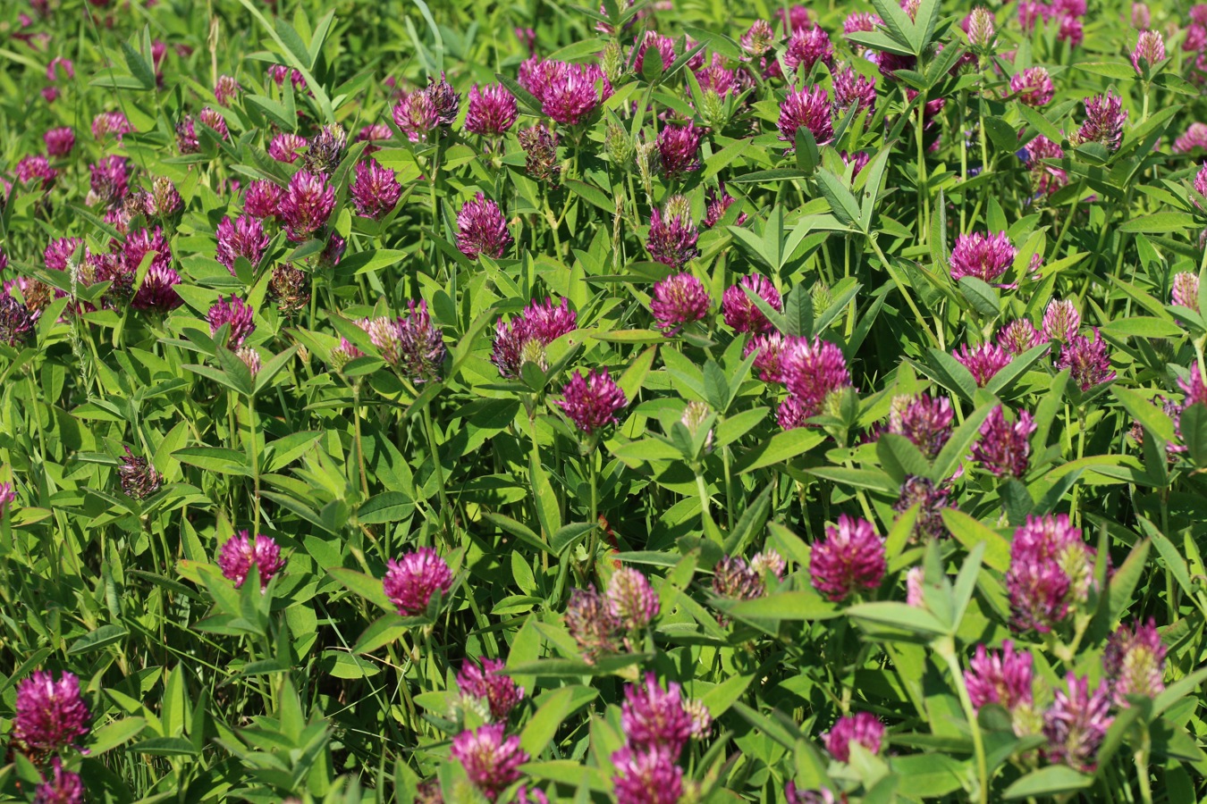 Image of Trifolium medium specimen.