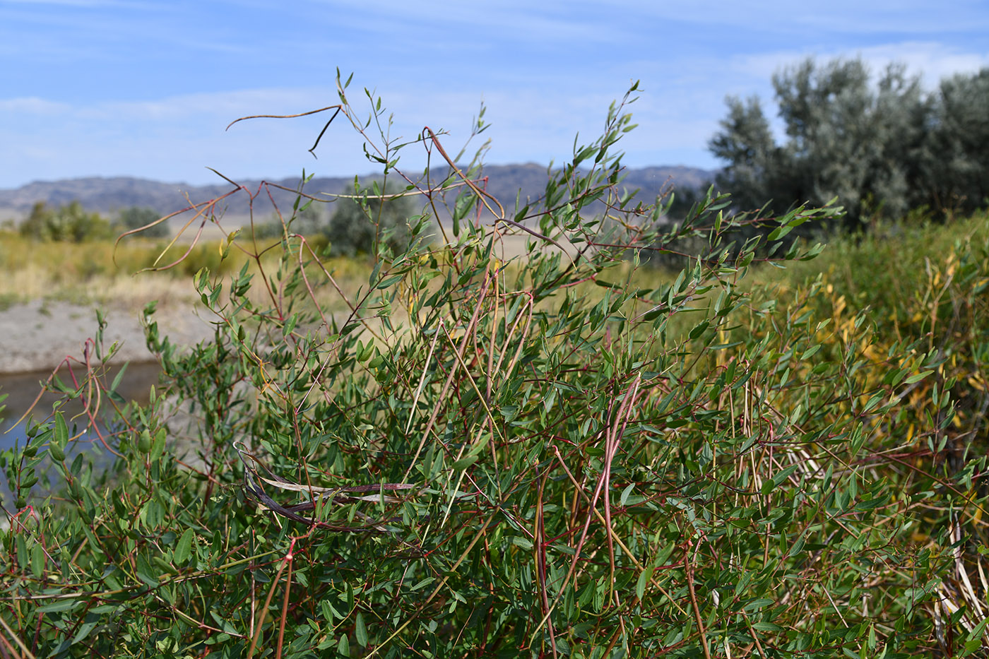 Image of Trachomitum lancifolium specimen.