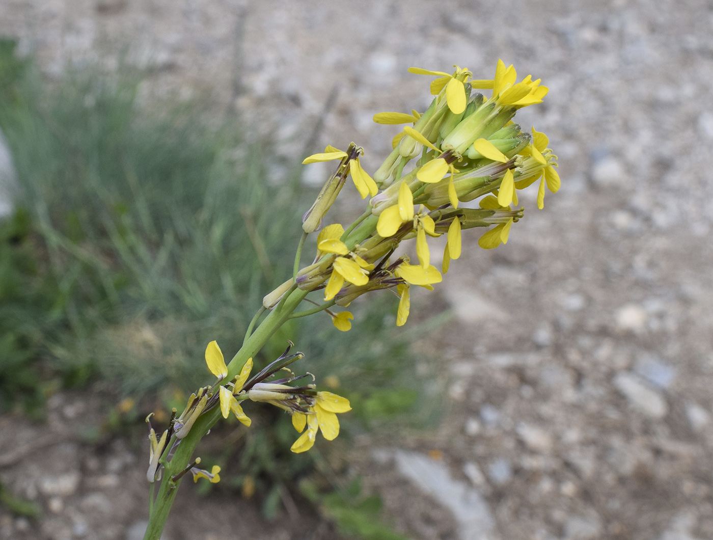 Image of familia Brassicaceae specimen.