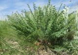 Astragalus henningii