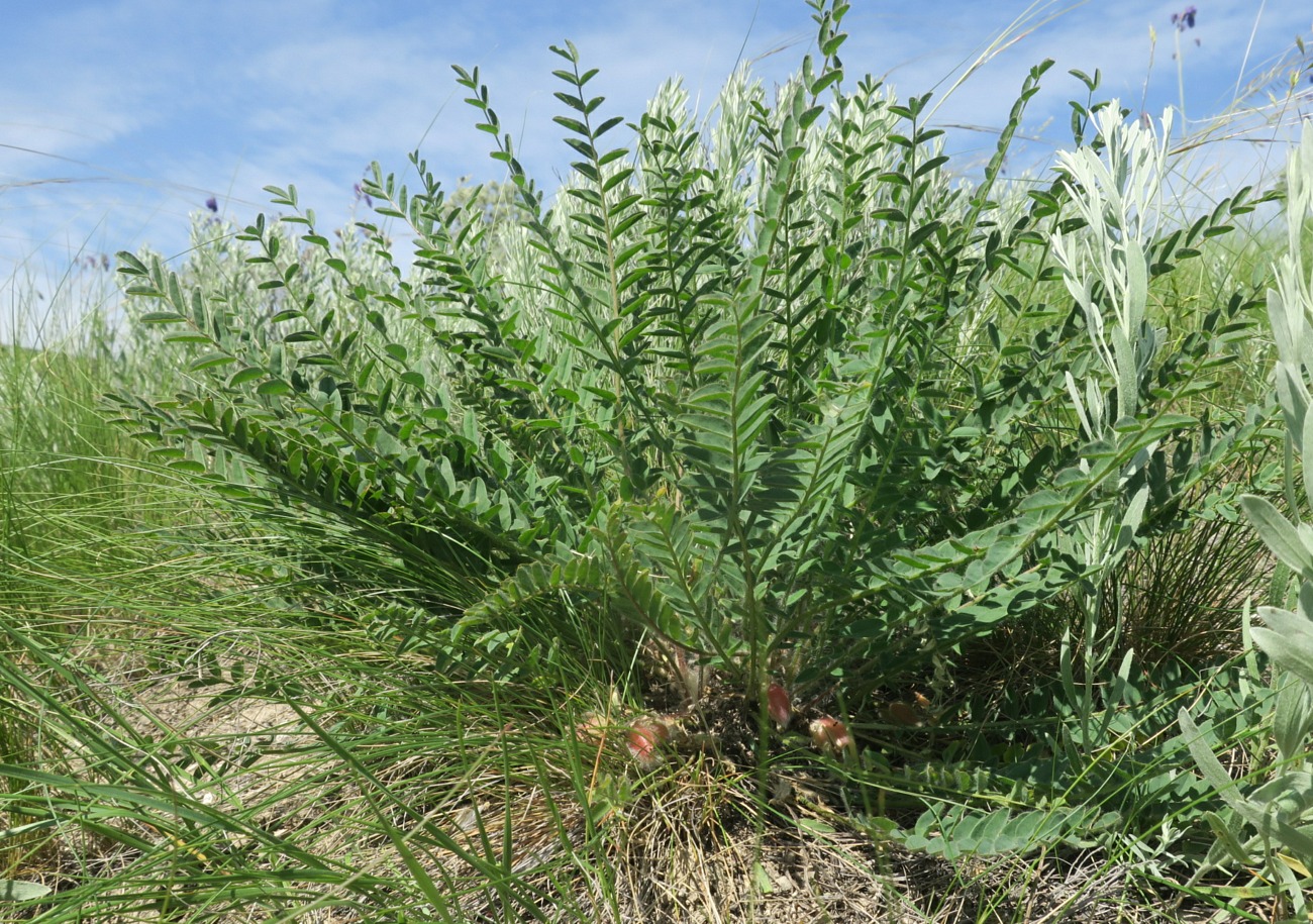 Изображение особи Astragalus henningii.