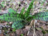 Dactylorhiza fuchsii