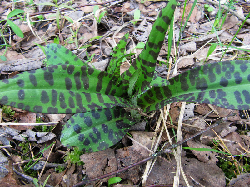 Image of Dactylorhiza fuchsii specimen.