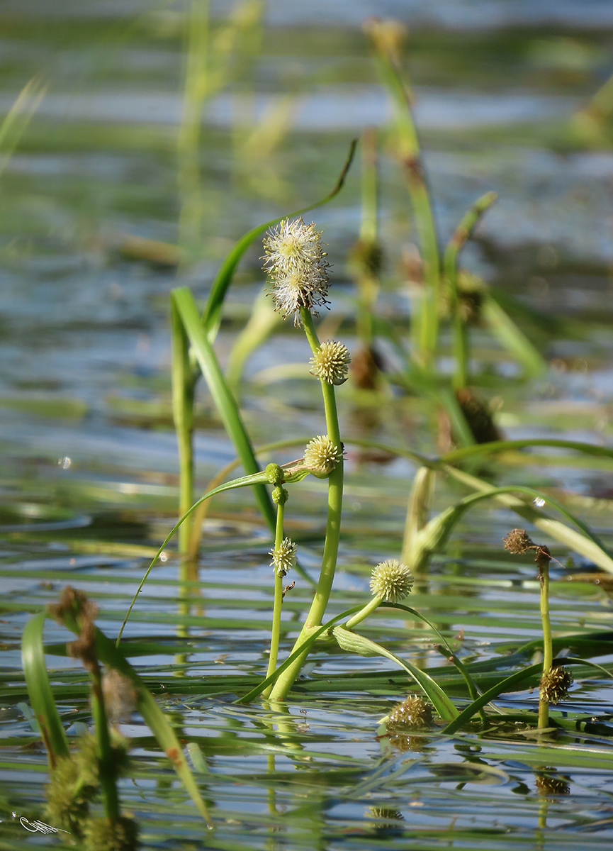 Image of Sparganium &times; longifolium specimen.