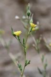 Lactuca serriola