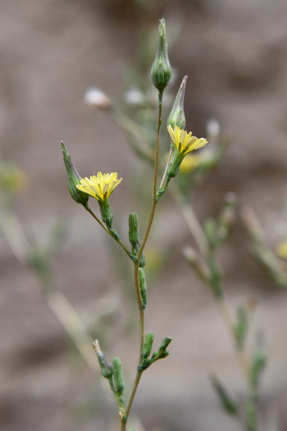 Изображение особи Lactuca serriola.