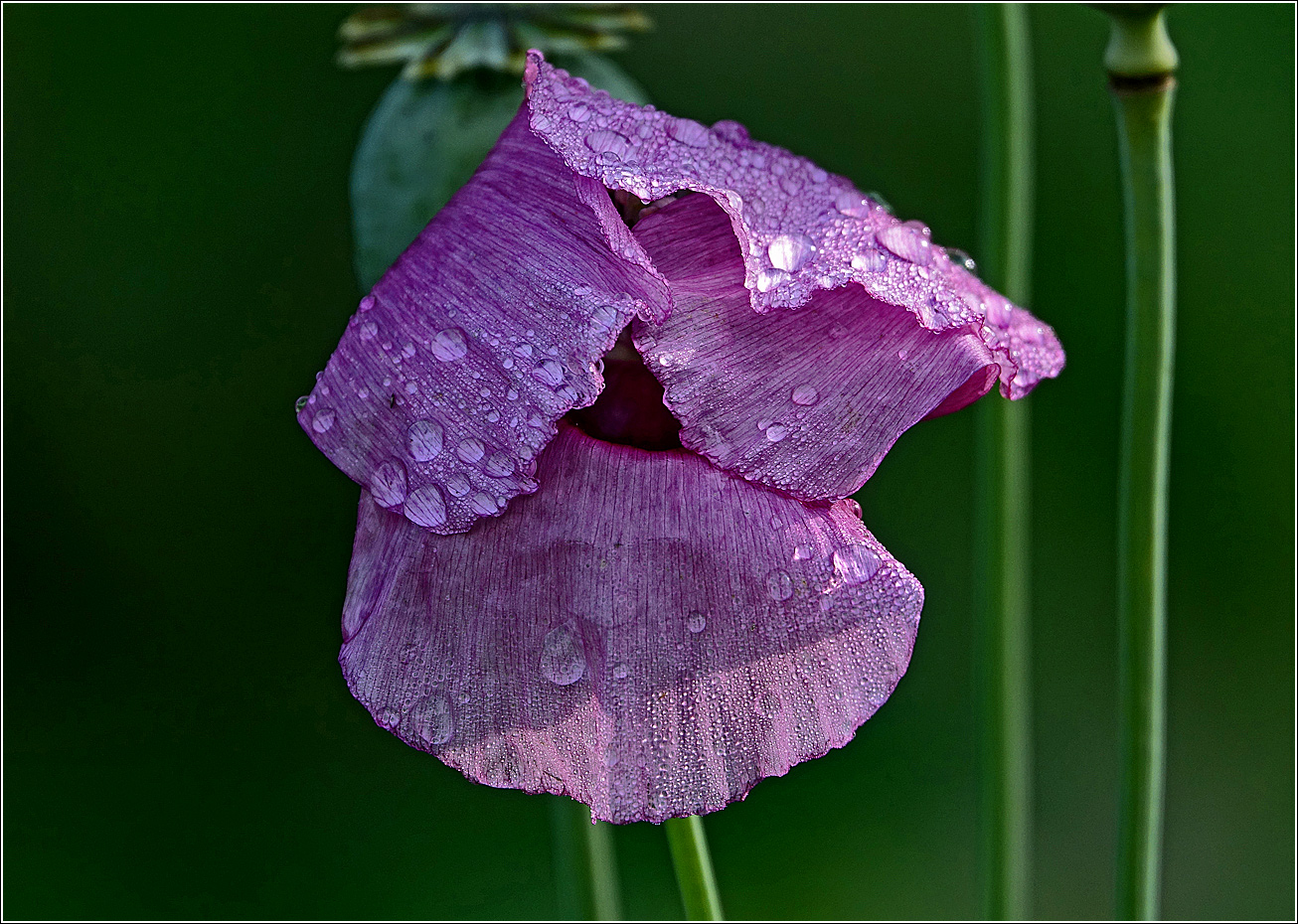 Изображение особи Papaver somniferum.