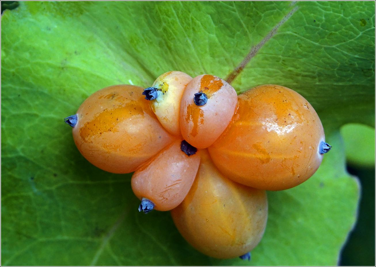 Image of Lonicera caprifolium specimen.