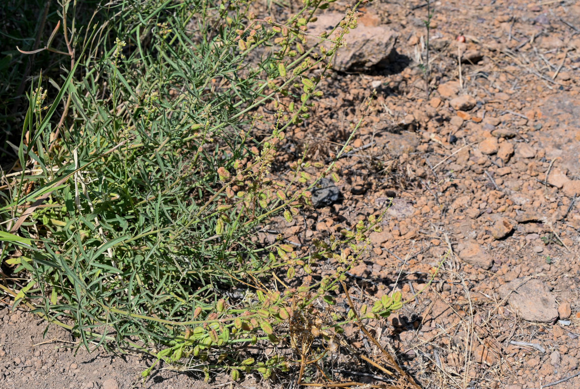 Image of Reseda lutea specimen.