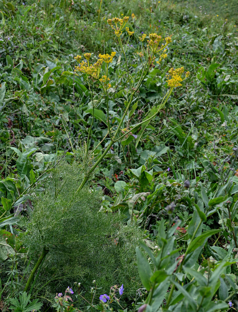 Image of Prangos pabularia specimen.