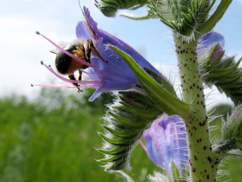 Изображение особи Echium vulgare.