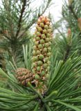 Pinus mugo