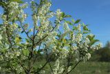 Padus avium. Цветущие ветви на верхушке молодого растения. Псковская обл., Невельский р-н, окр. дер. Худоярово, суходольный разнотравно-злаковый луг. 02.05.2024.