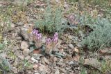 Astragalus chaetodon. Цветущее растение в сообществе с Artemisia. Казахстан, Алматинская обл., Чу-Илийские горы, окр. ур. Тамгалы, известняковая каменистая сопка. 2 мая 2024 г.