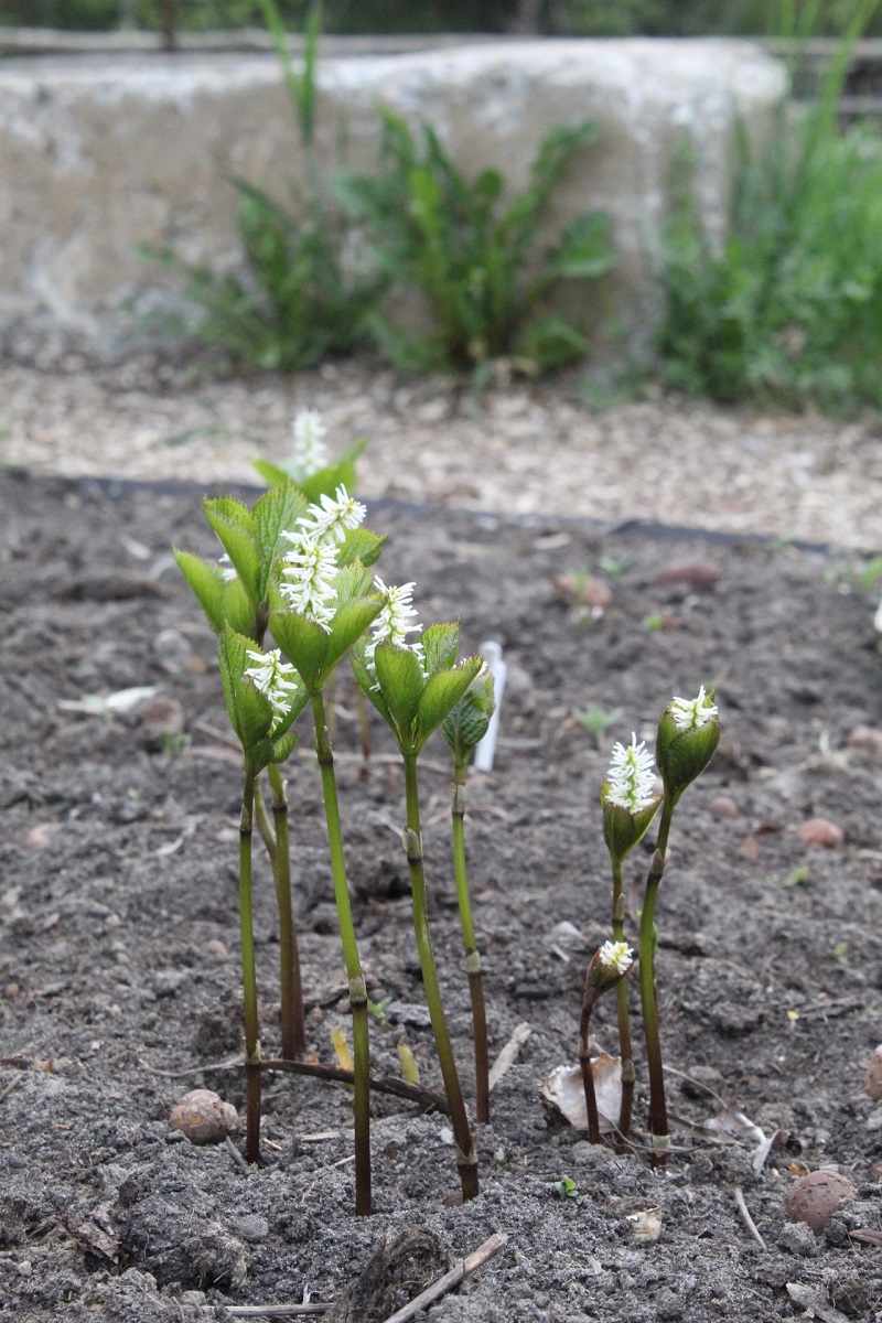 Image of Chloranthus quadrifolius specimen.