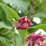 Lonicera maximowiczii