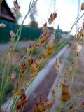 Sorghum saccharatum