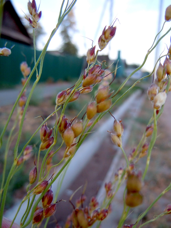 Изображение особи Sorghum saccharatum.