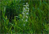 Platanthera bifolia