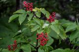 Sambucus miquelii. Верхушка ветви с соплодиями. Сахалин, г. Южно-Сахалинск, горнолыжный комплекс \"Горный воздух\", опушка смешанного леса. 11.08.2023.