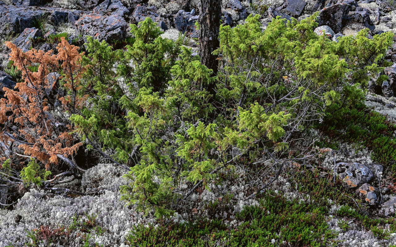 Изображение особи Juniperus sibirica.