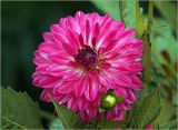 Dahlia × cultorum