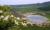 Rhododendron tschonoskii. Верхушка растения с соцветиями. Южные Курилы, о. Кунашир, кальдера влк. Головнина. 17.07.2006.