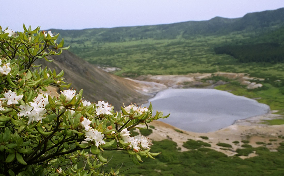 Изображение особи Rhododendron tschonoskii.