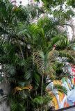 Dypsis lutescens. Вегетирующие растения. Китай, провинция Гуандун, г. Гуанчжоу, в культуре. 27.05.2024.