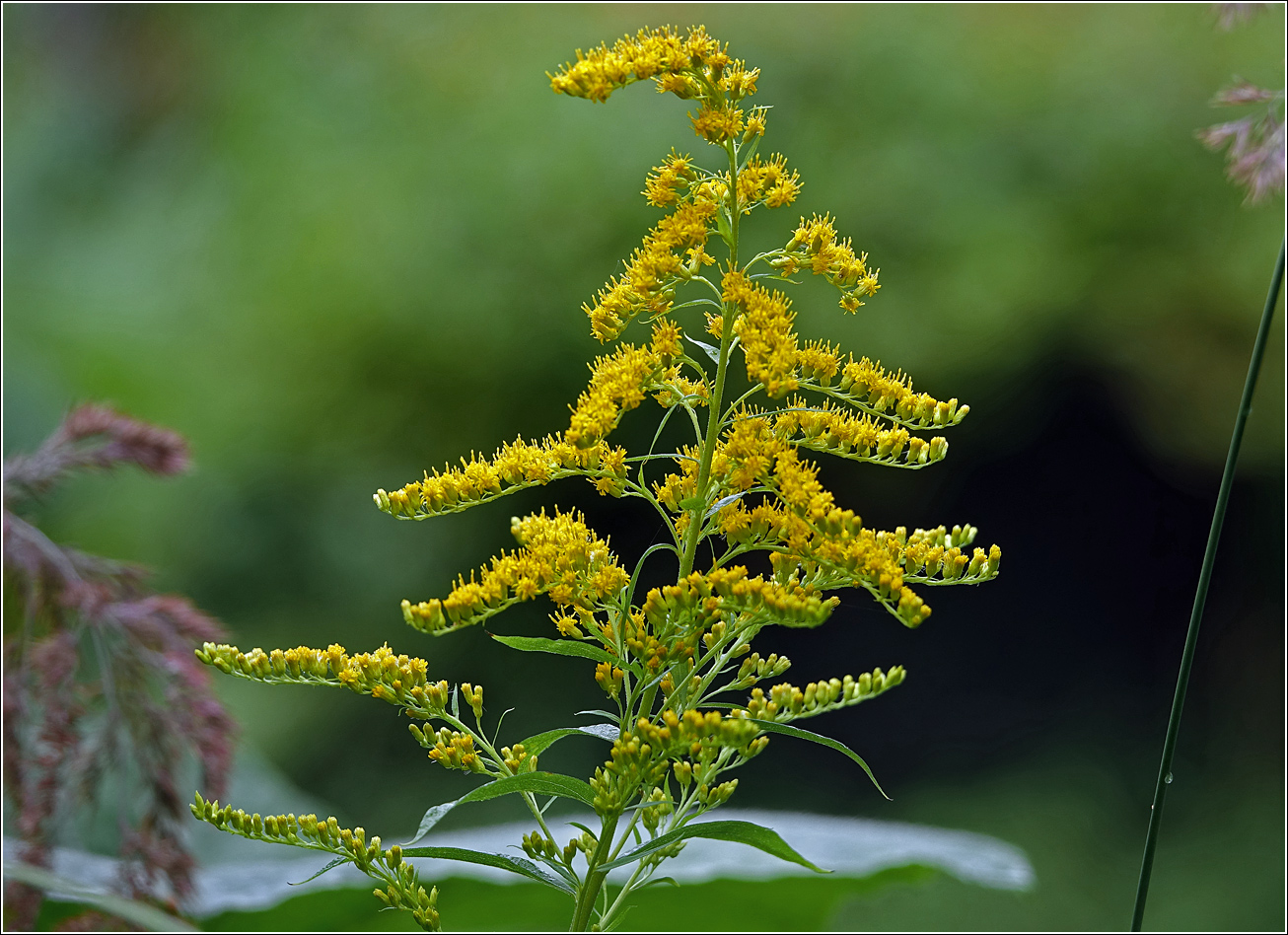 Image of Solidago canadensis specimen.