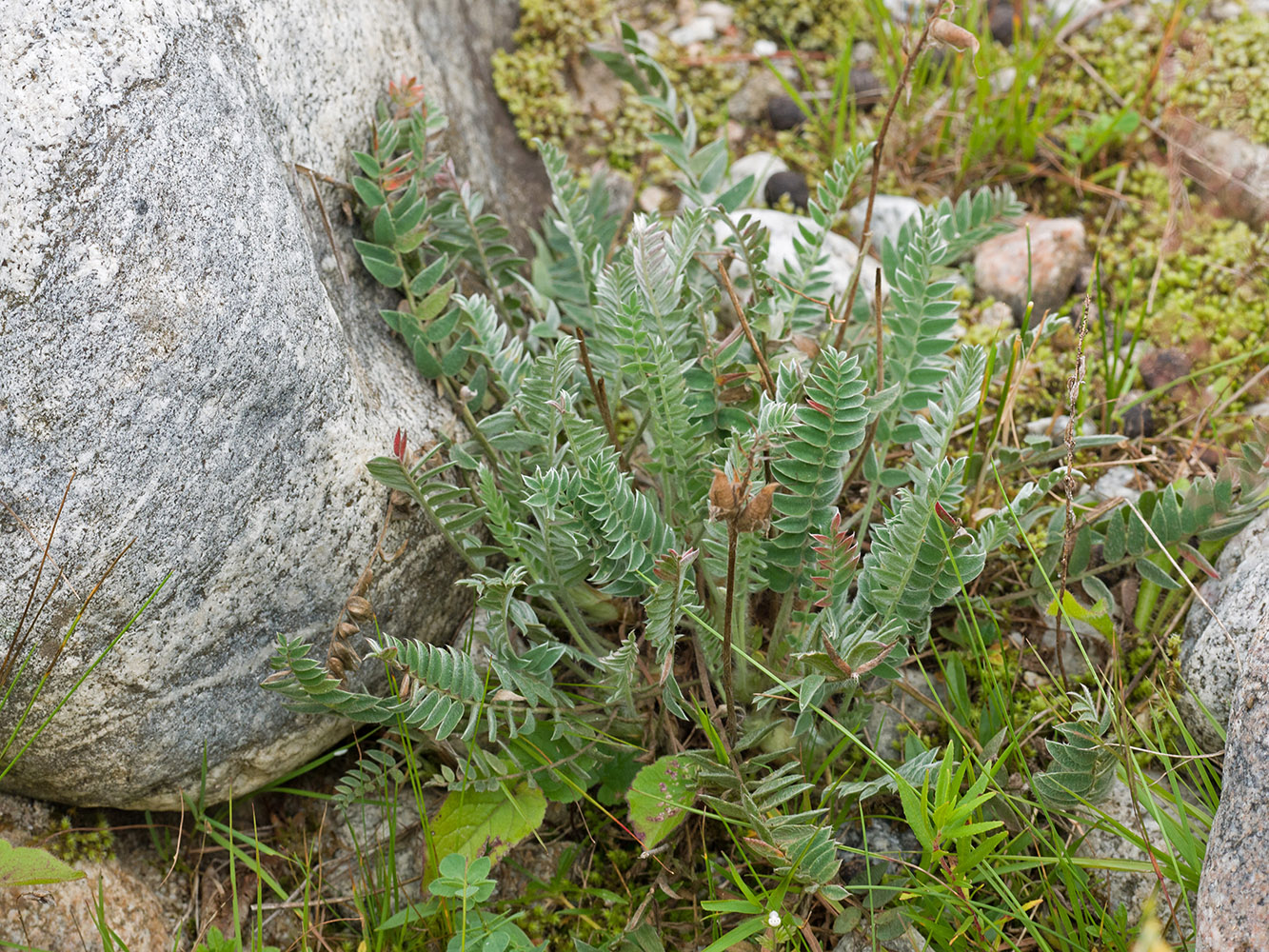Image of Oxytropis owerinii specimen.