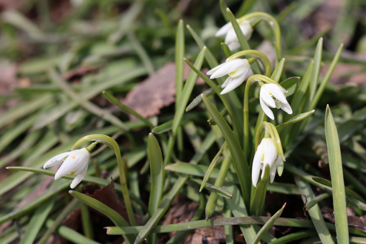 Image of Galanthus nivalis specimen.