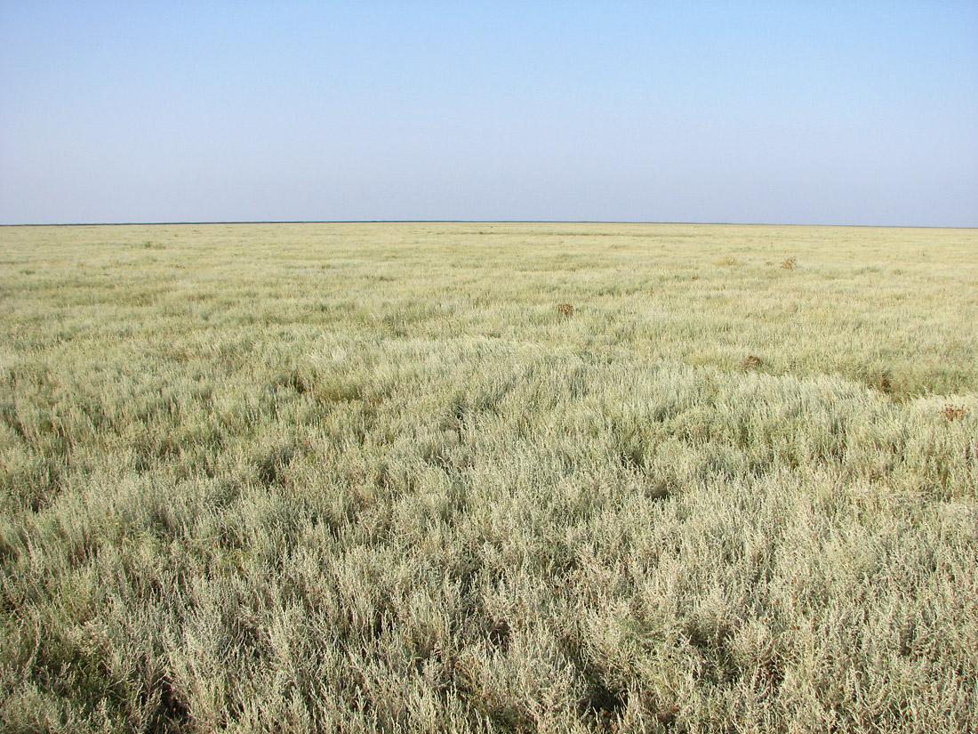 Image of Artemisia taurica specimen.