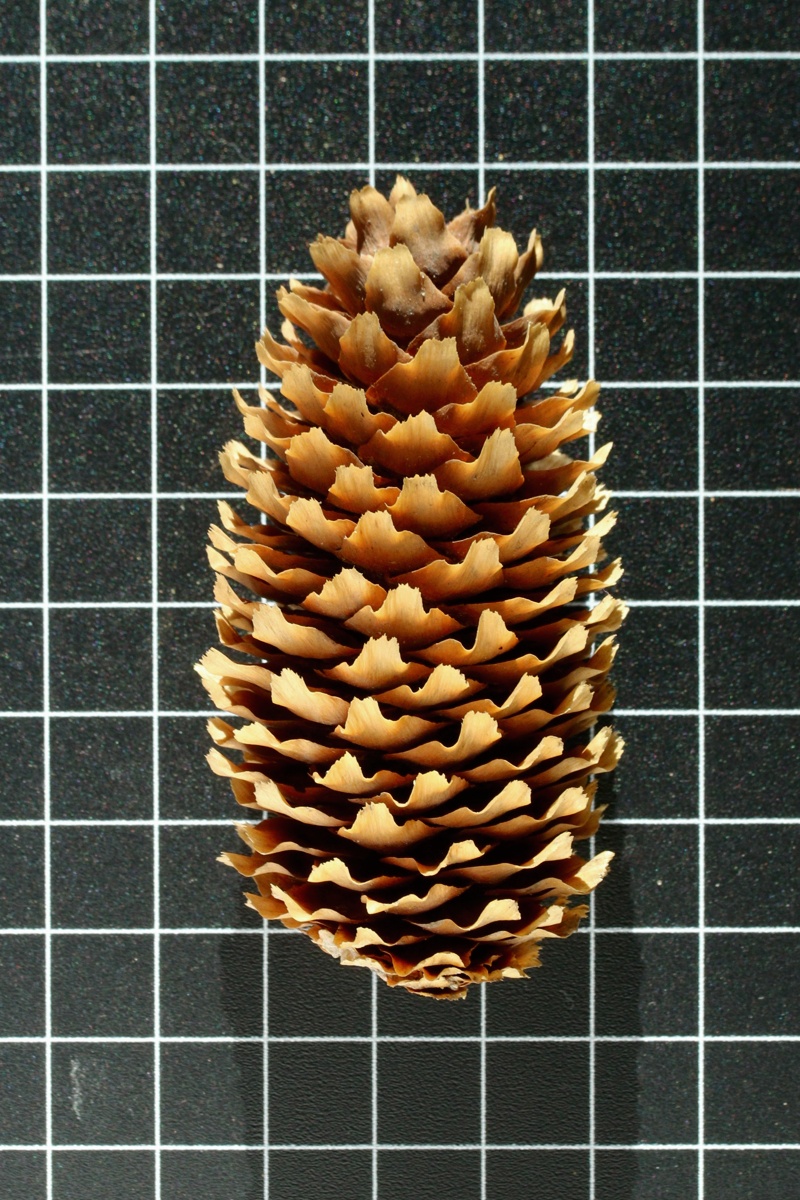 Image of Picea pungens f. glauca specimen.