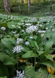 Allium ursinum